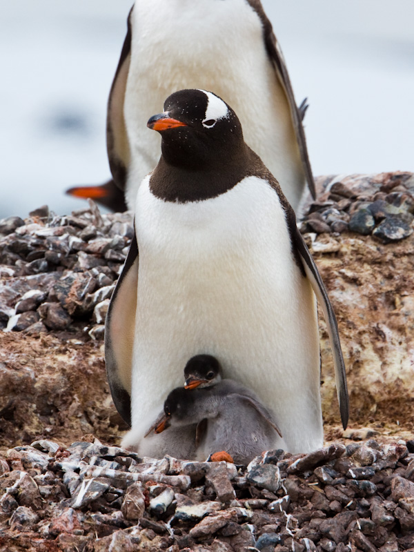 Gentoo Penguin And Chicks
